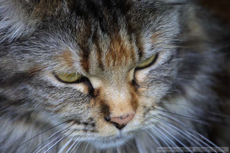 DUSTY (Maine Coon)
Heerhugowaard, 09-06-2003
Eigenaar Wil Bosma
