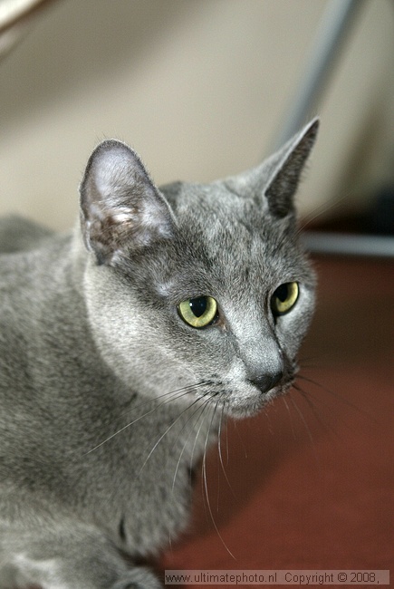DONJA (Russian Bue female)
Eigenaar Gretha van Halen, Nicolaya's Cattery
Gieterveen, 30-03-2008
