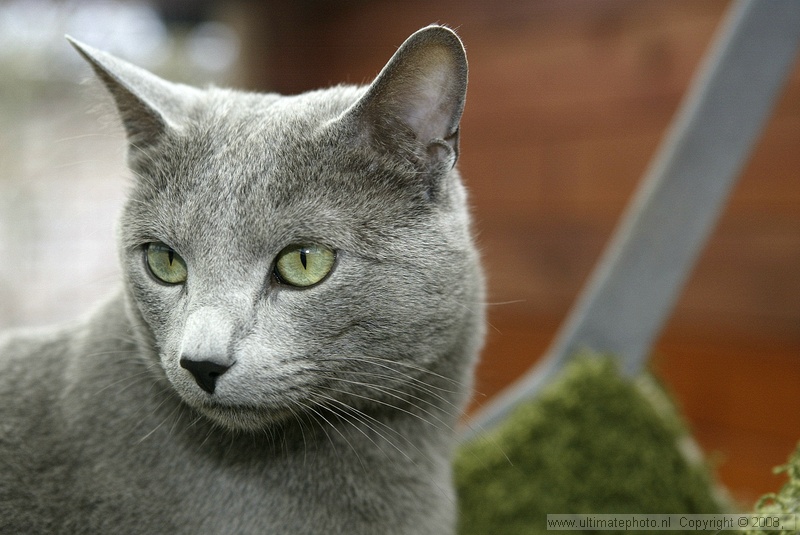 ASHWIN (Russian Blue male)
Eigenaar Gretha van Halen, Nicolaya's Cattery
Gieterveen, 30-03-2008

