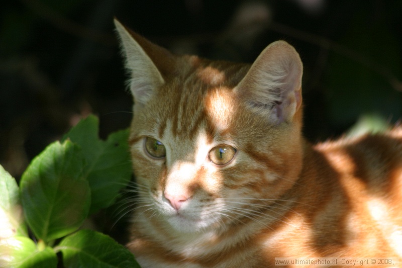 SIMBA
Heerhugowaard, 24-10-2004
Eigenaar Wil Bosma
