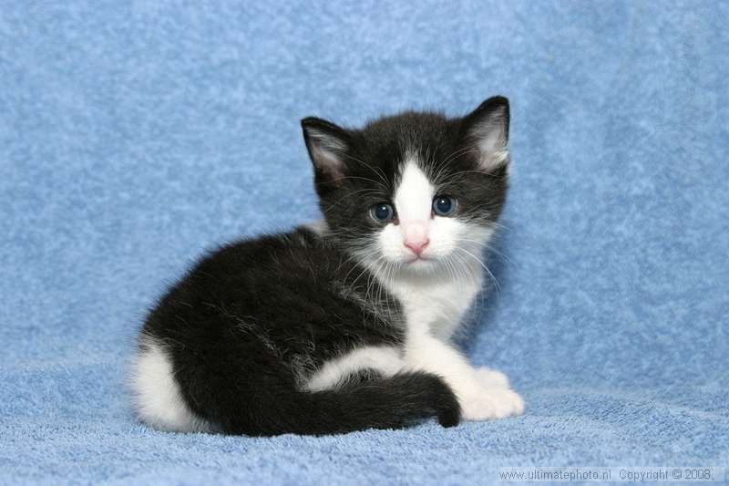 JACK
Eigenaren Nico, Ellen en kids
