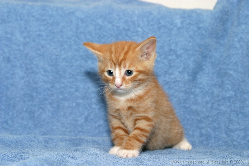 RAKKER
Eigenaren Arthur, Ellen, Tim en Nina
